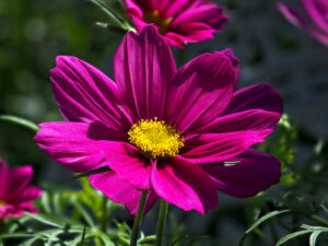 Cosmos
